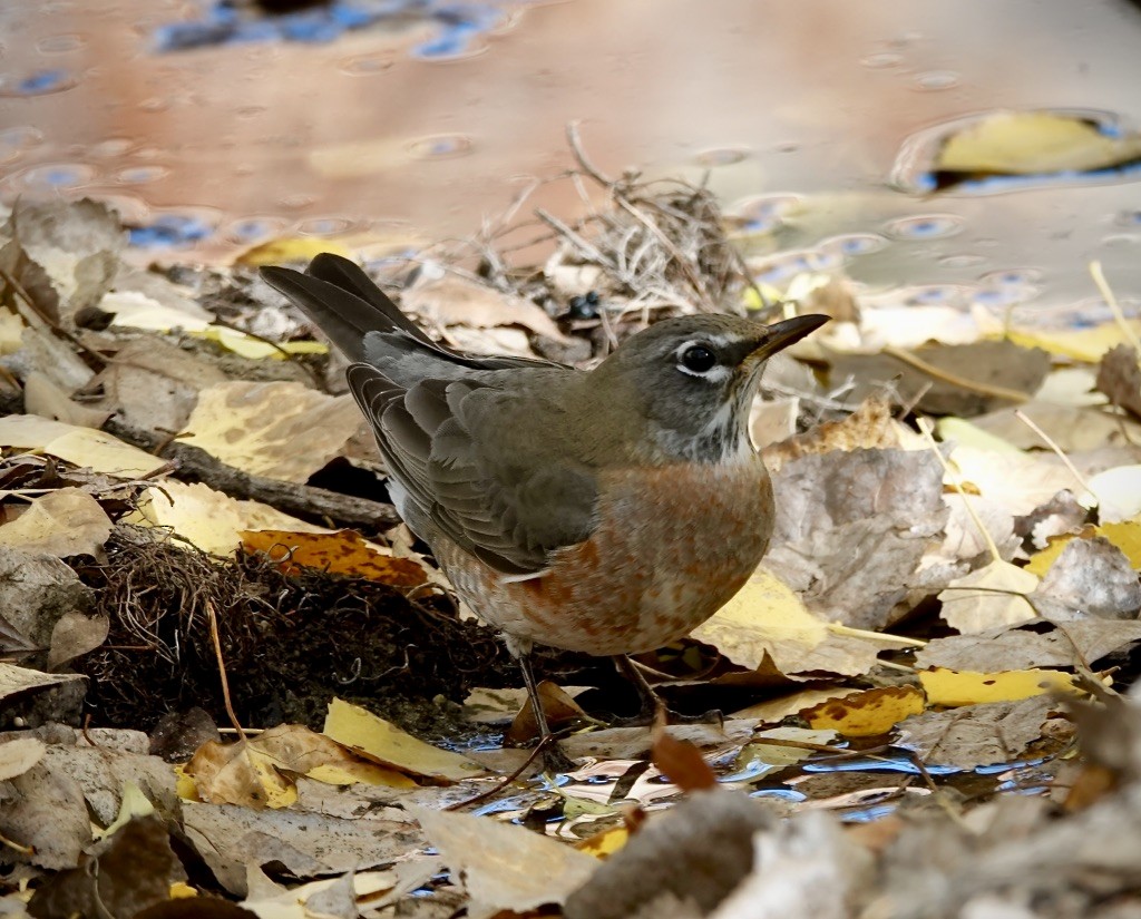 Merle d'Amérique - ML646064049