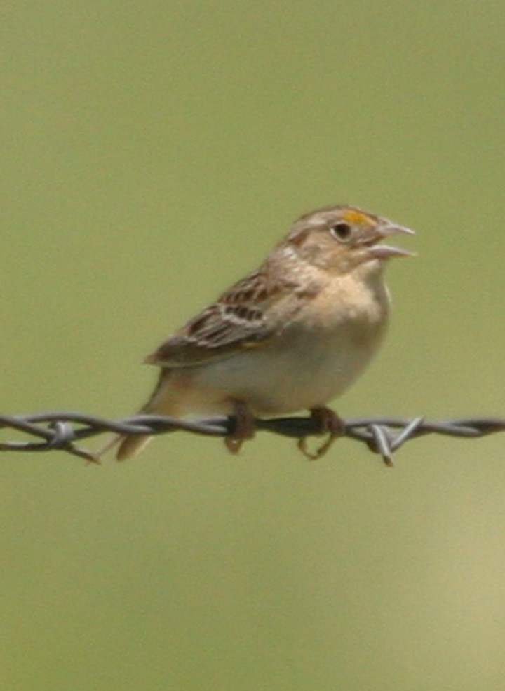 Bruant sauterelle - ML646064050