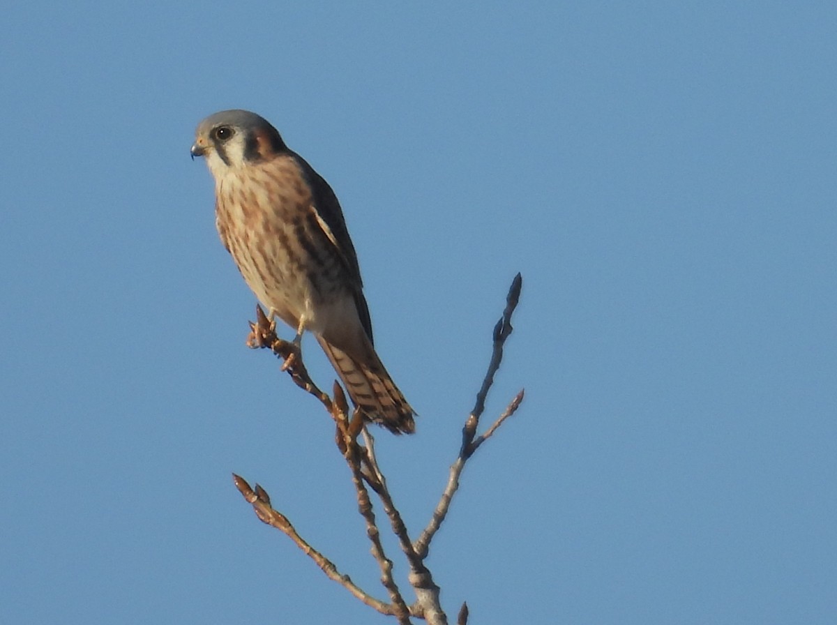 Crécerelle d'Amérique - ML646064051