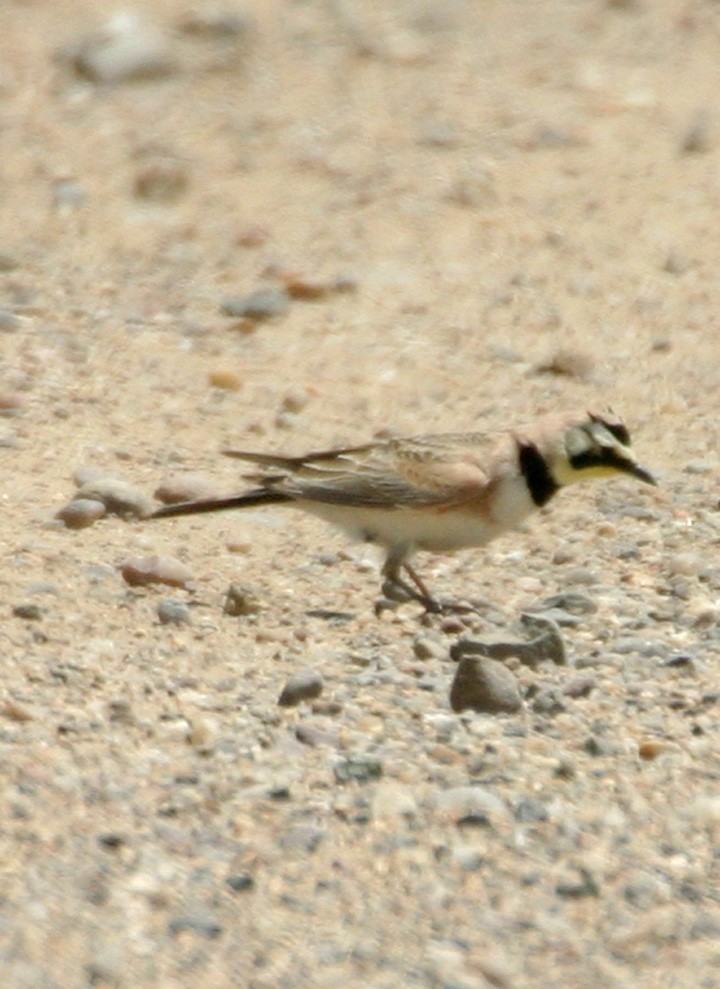 ハマヒバリ - ML646064066