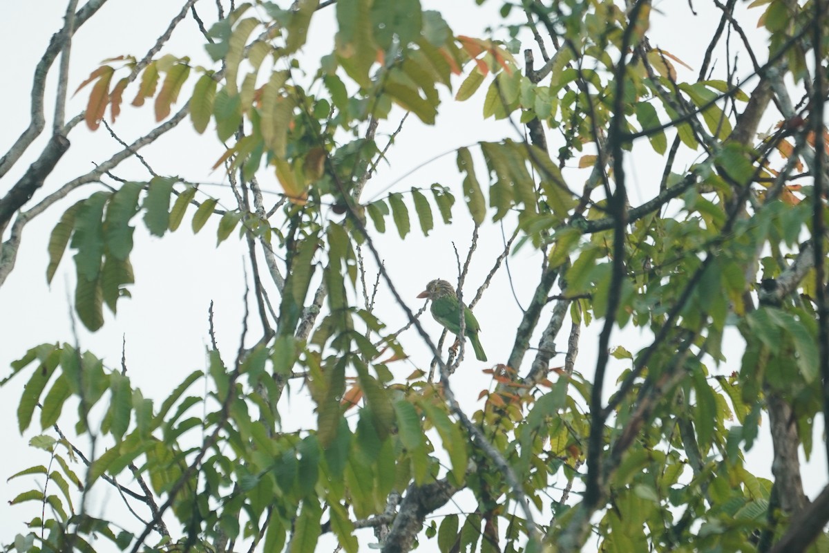 シロボシオオゴシキドリ - ML646064067