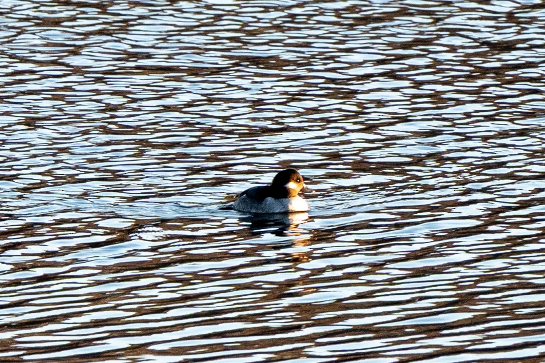 Bufflehead - ML646064071