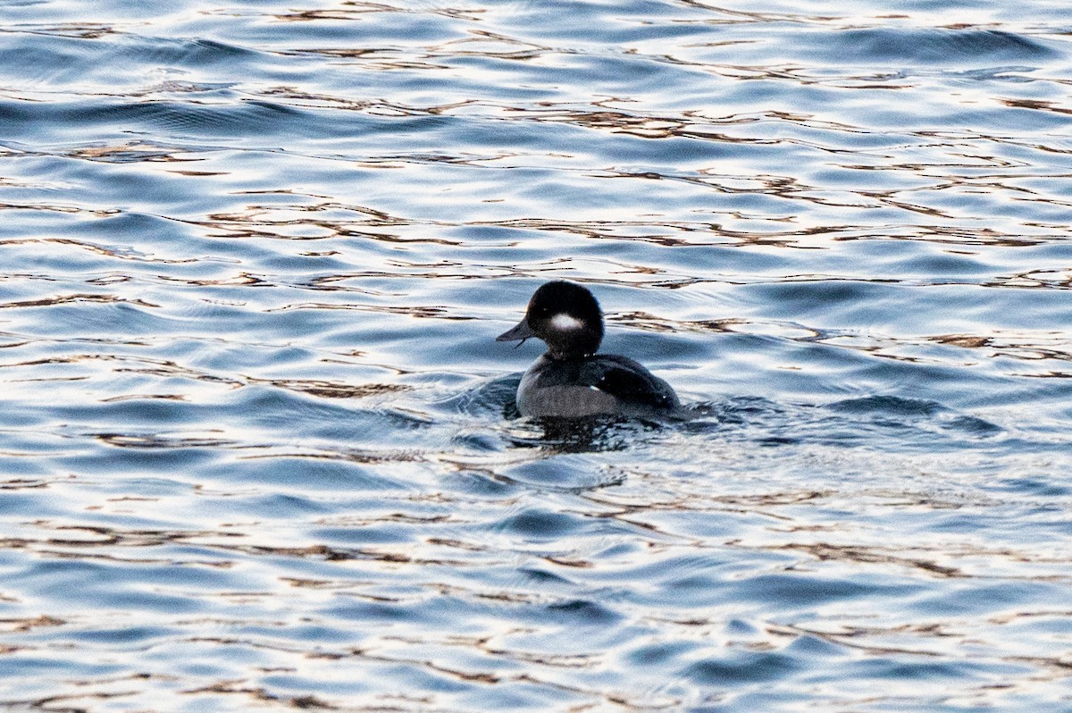 Bufflehead - ML646064072