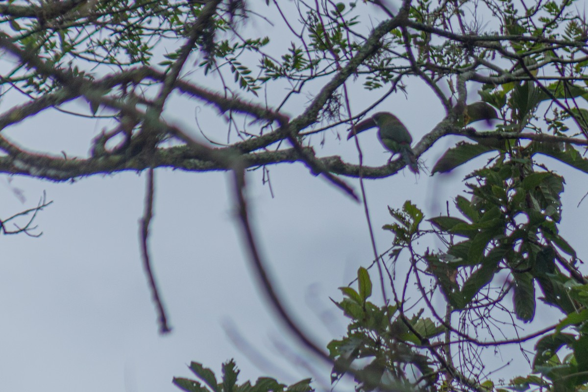Crimson-rumped Toucanet - ML646064078
