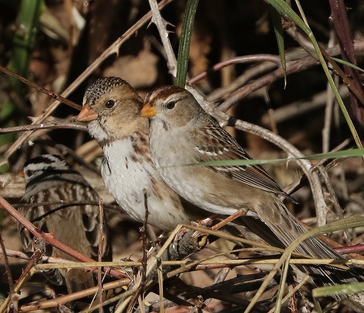 White-crowned Sparrow - ML646064079