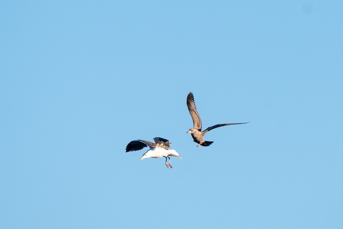 Great Black-backed Gull - ML646064080