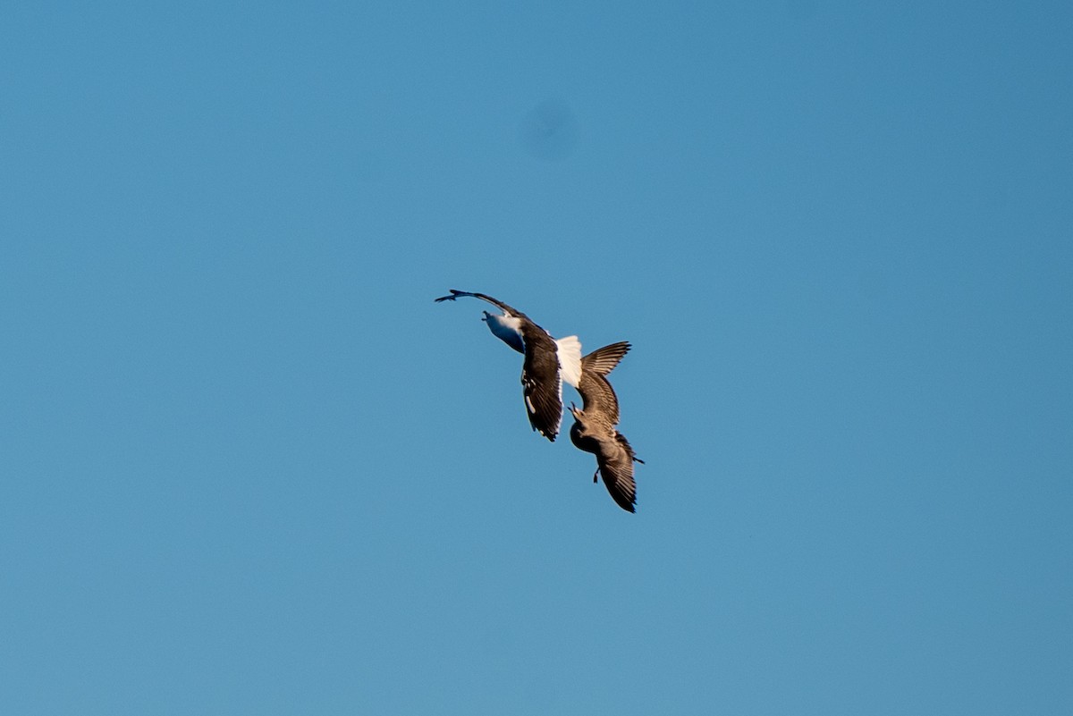 Great Black-backed Gull - ML646064081