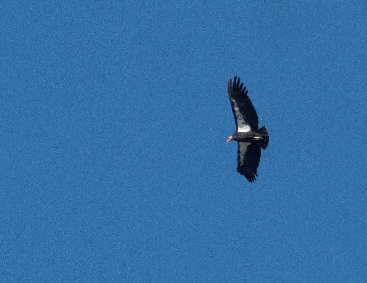 California Condor - ML646064085