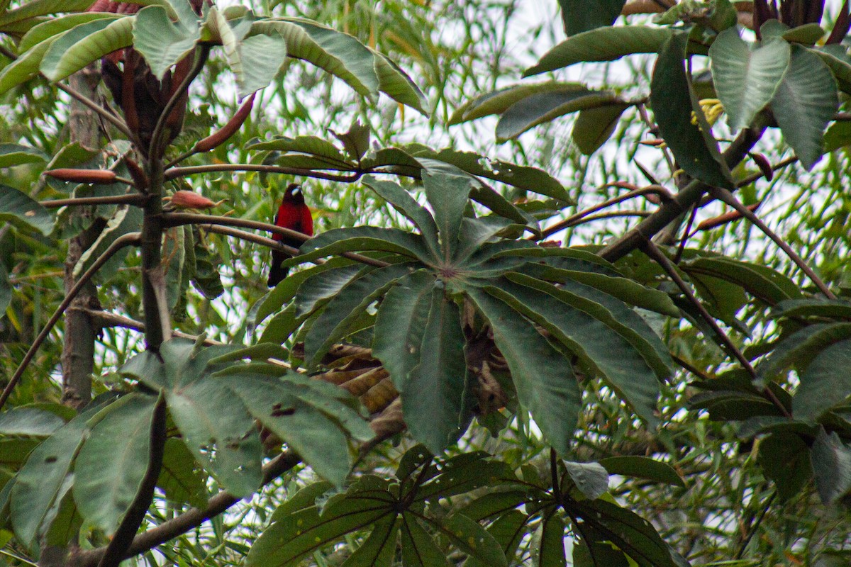 Crimson-backed Tanager - ML646064097