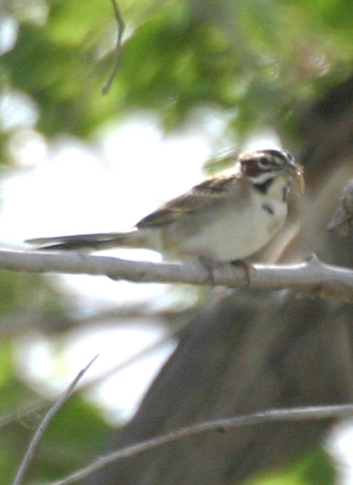 ヒバリヒメドリ - ML646064100