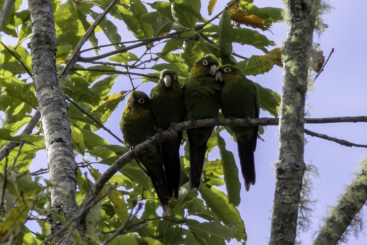 ホオベニインコ - ML646064129