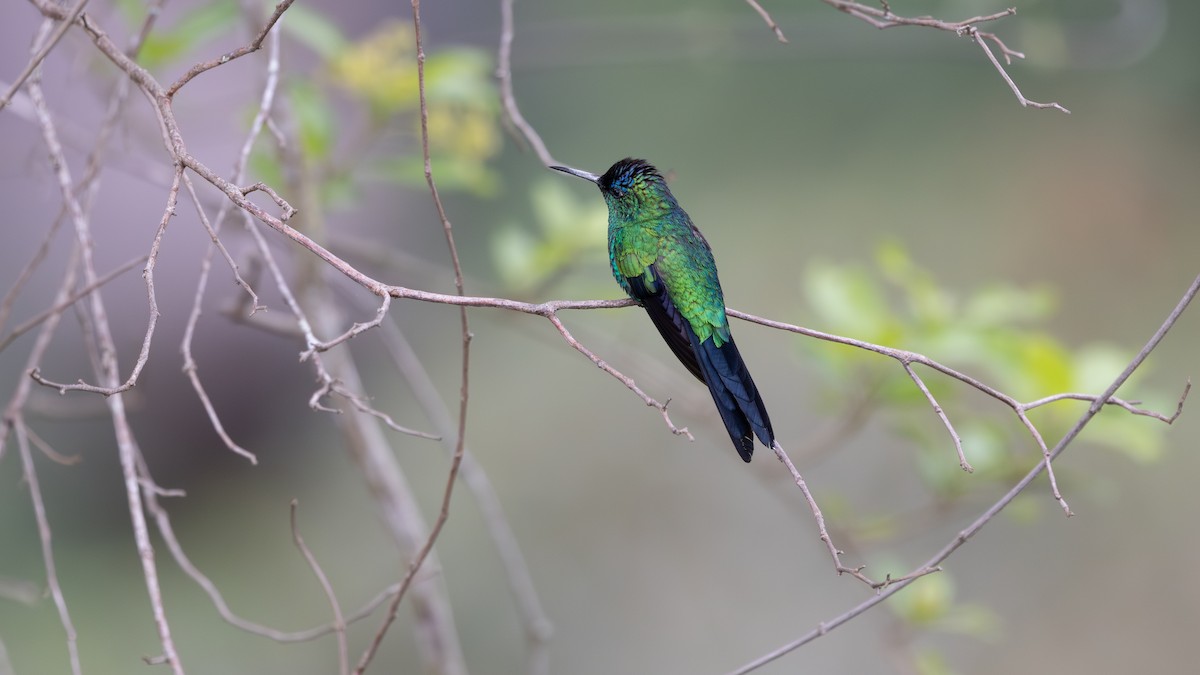 Violet-capped Woodnymph - ML646064141