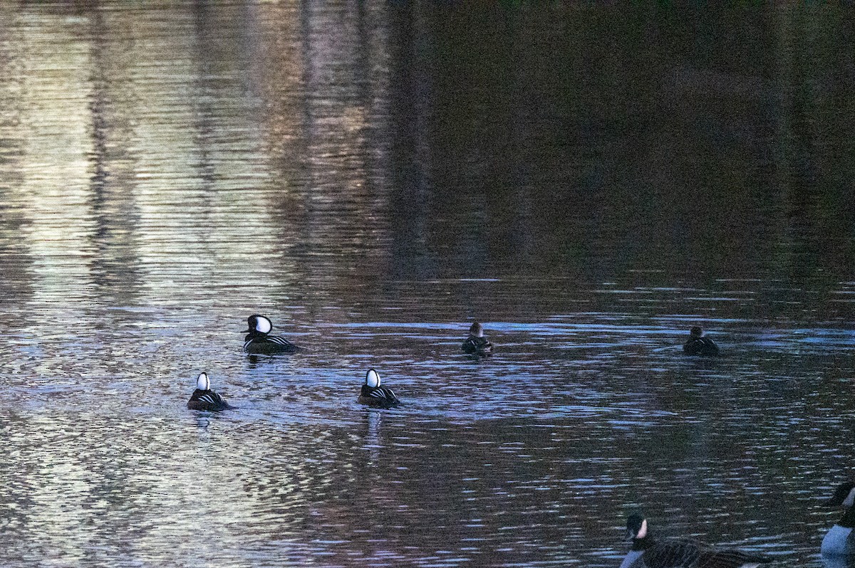 Hooded Merganser - ML646064142