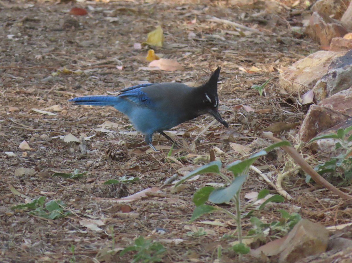 Steller's Jay - ML646064154