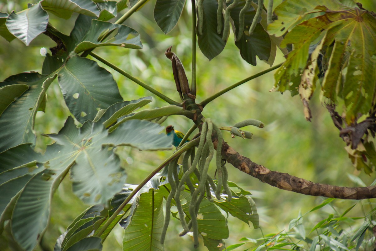 Bay-headed Tanager - ML646064160