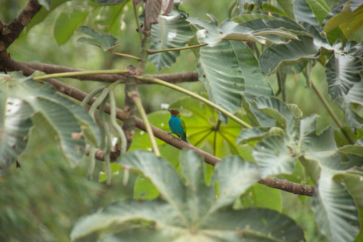 Bay-headed Tanager - ML646064161