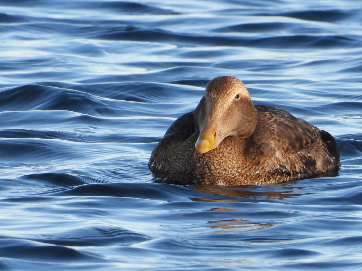 Common Eider - ML646064162