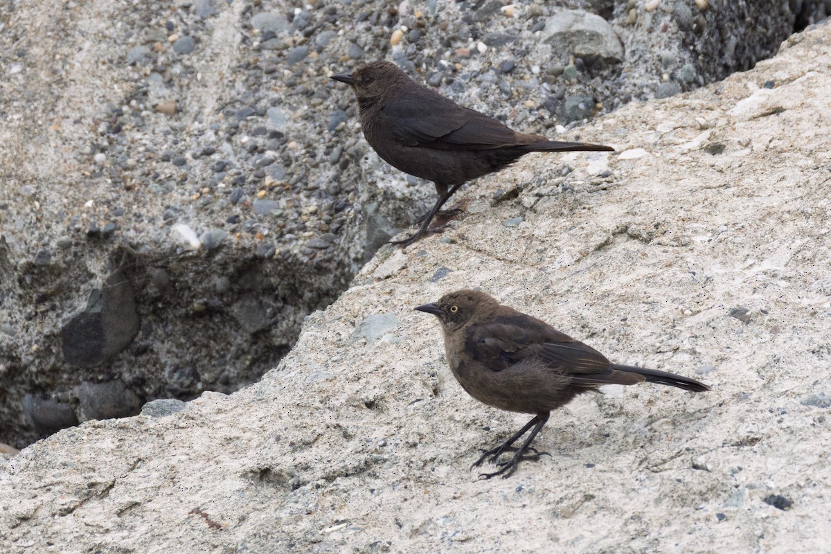 Brewer's Blackbird - ML646064165