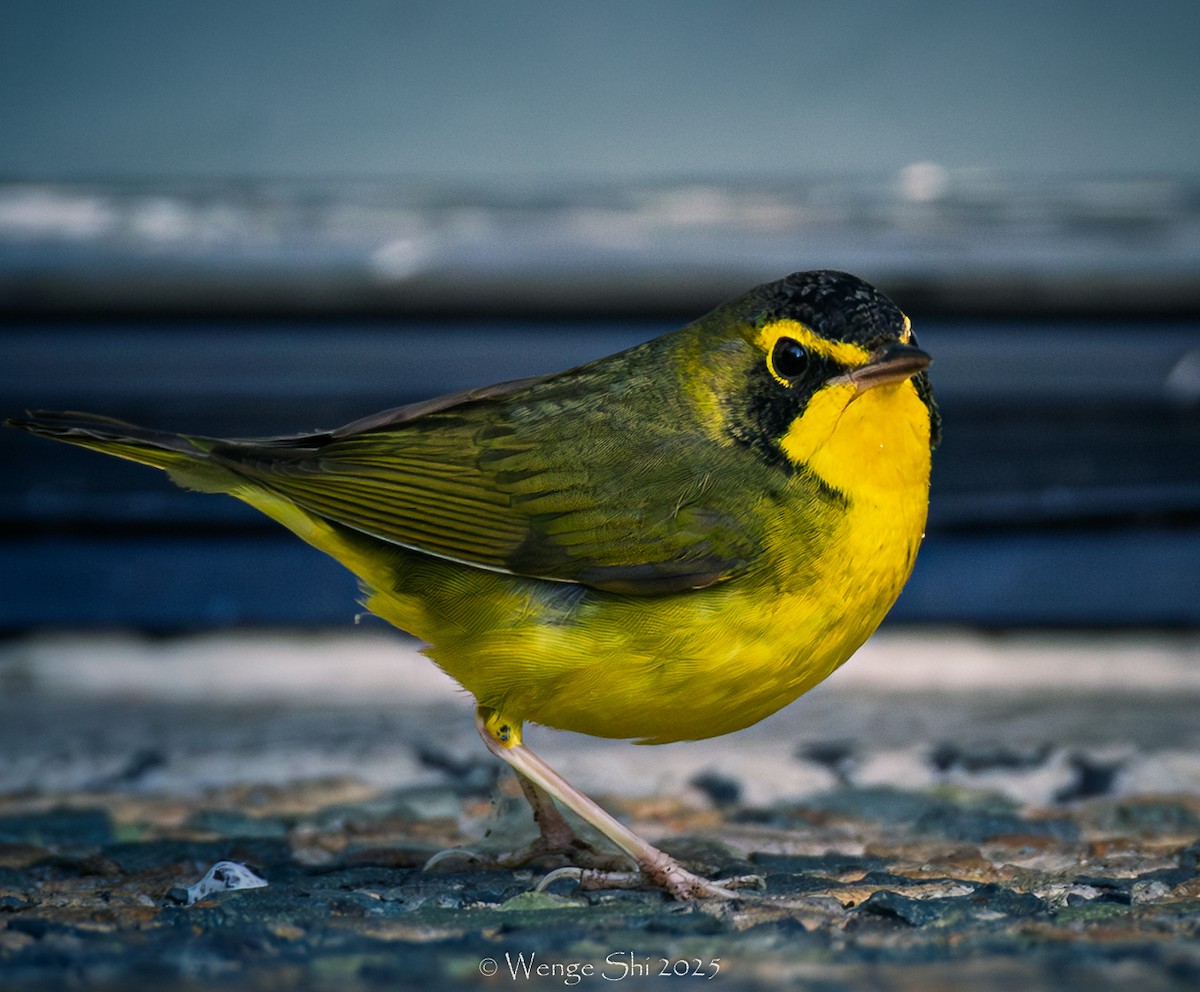 סבכון קנטקי - ML646064166