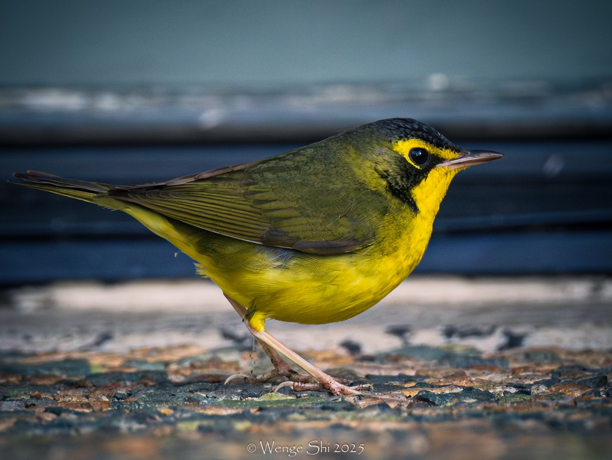סבכון קנטקי - ML646064167