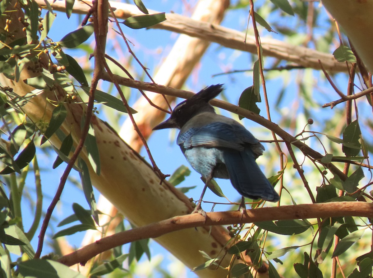 Steller's Jay - ML646064172