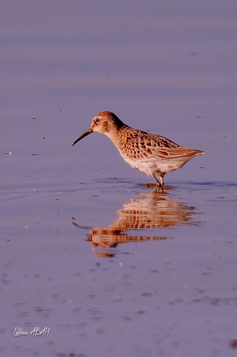 Dunlin - ML646064175