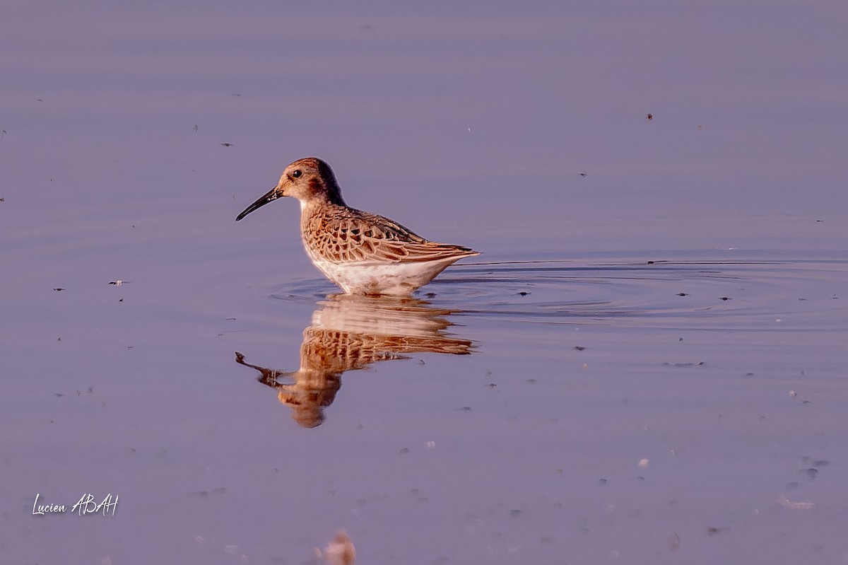Dunlin - ML646064177
