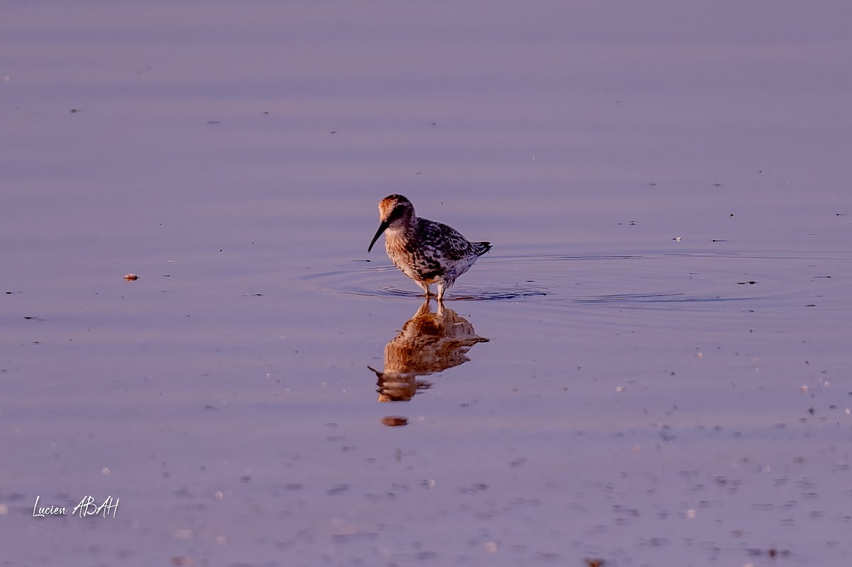 Dunlin - ML646064179
