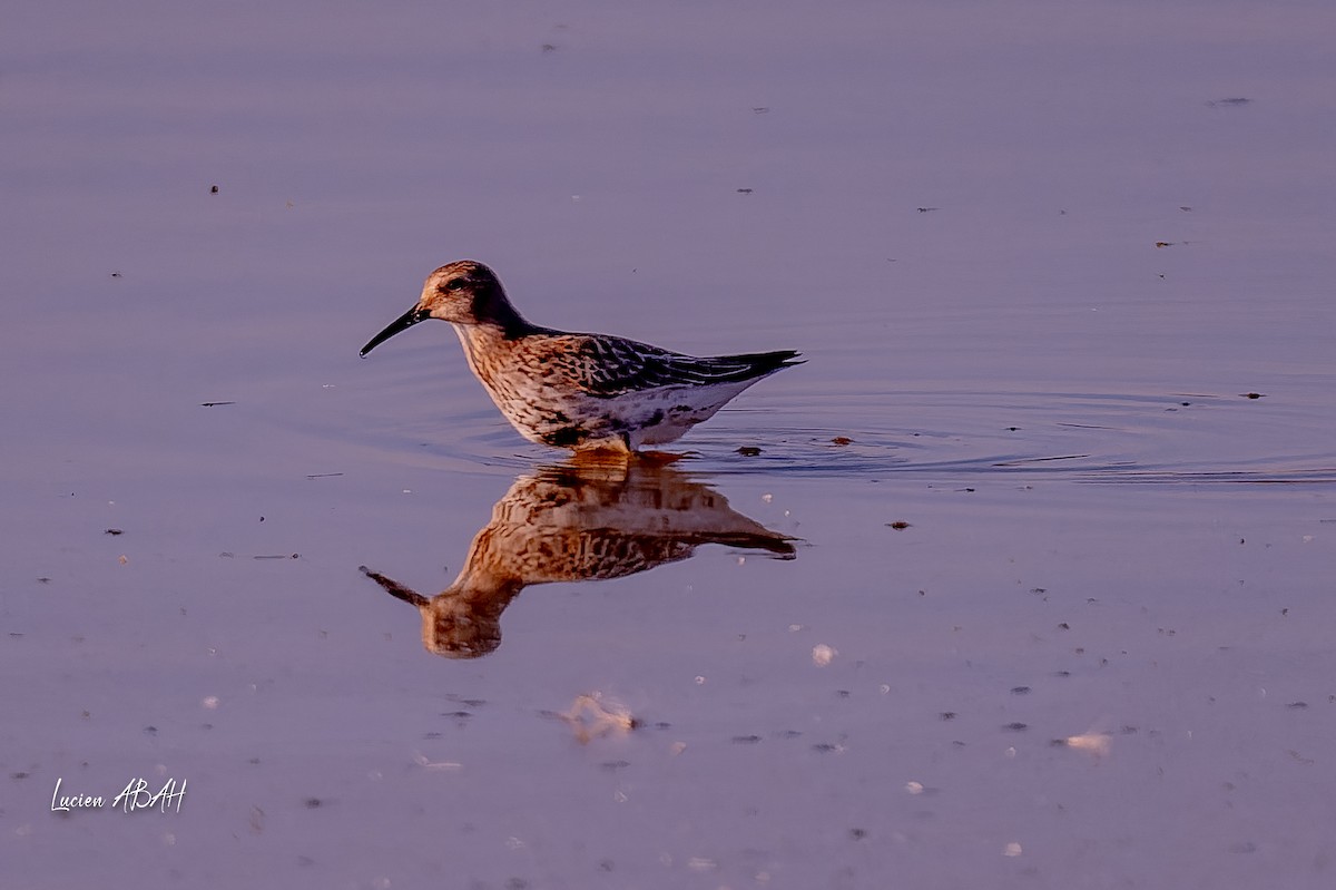 Dunlin - ML646064180