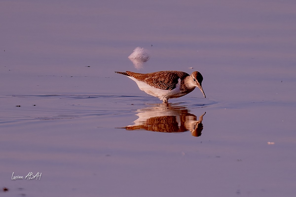 Dunlin - ML646064181