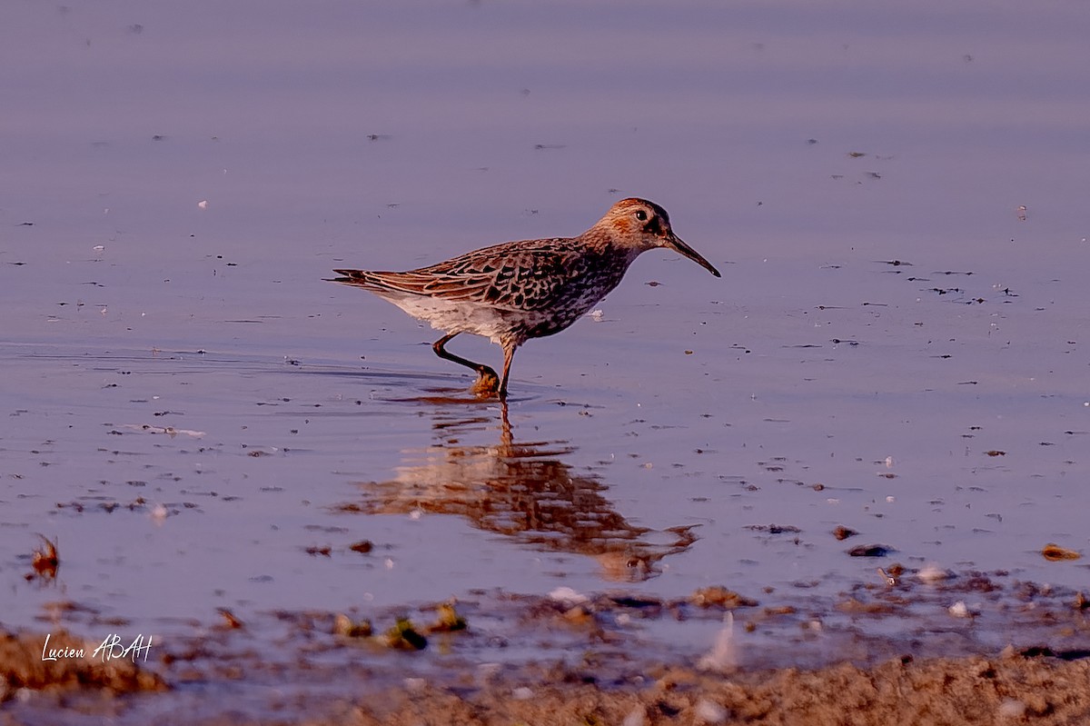 Dunlin - ML646064182
