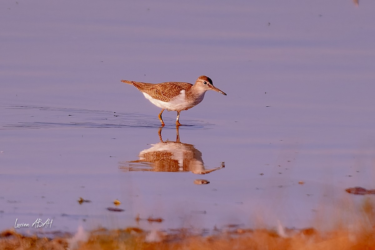 Dunlin - ML646064183