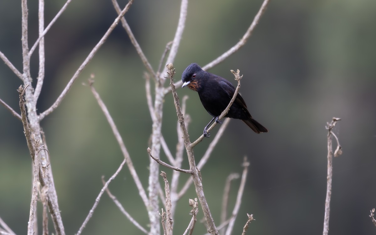 Velvety Black-Tyrant - ML646064184