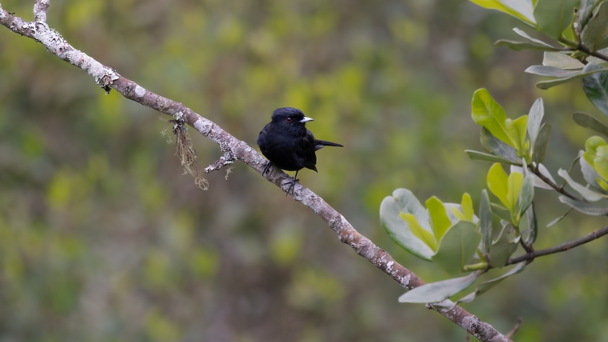 Velvety Black-Tyrant - ML646064185