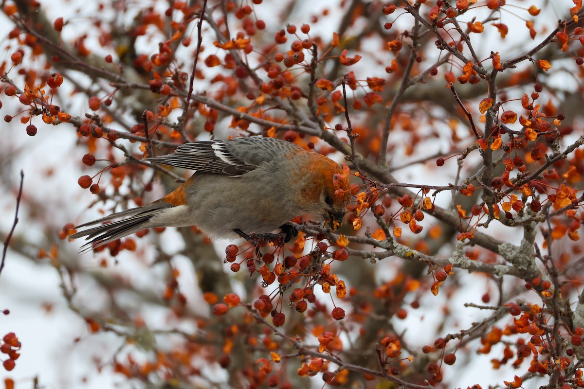 Pine Grosbeak - ML646064186