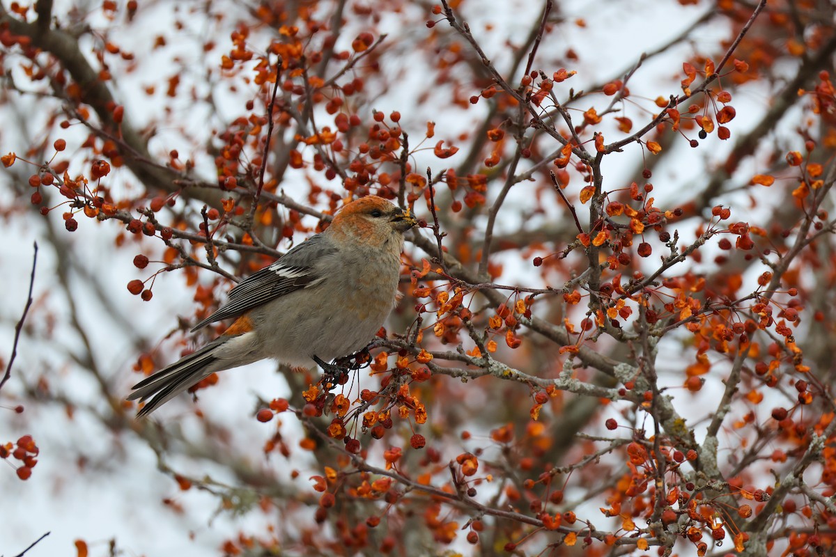 Pine Grosbeak - ML646064187
