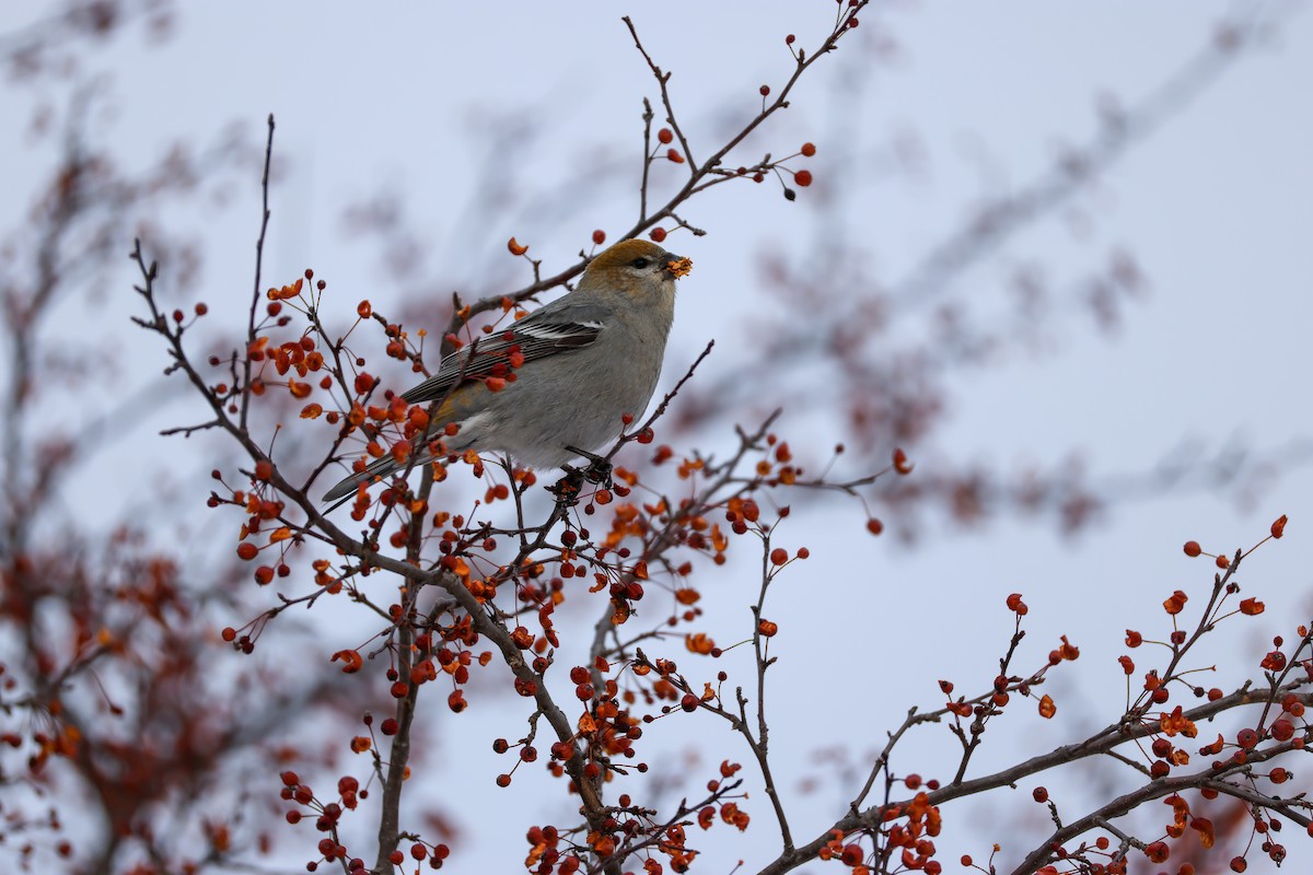 Pine Grosbeak - ML646064188