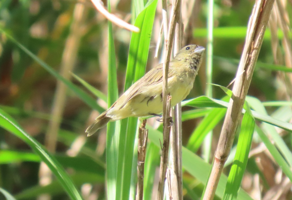 Yellow-bellied Seedeater - ML646064189