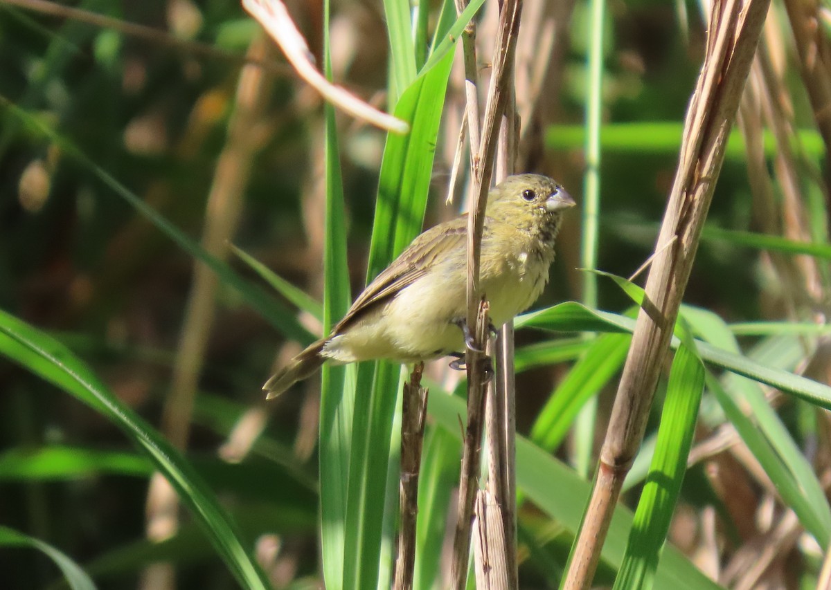 Yellow-bellied Seedeater - ML646064190