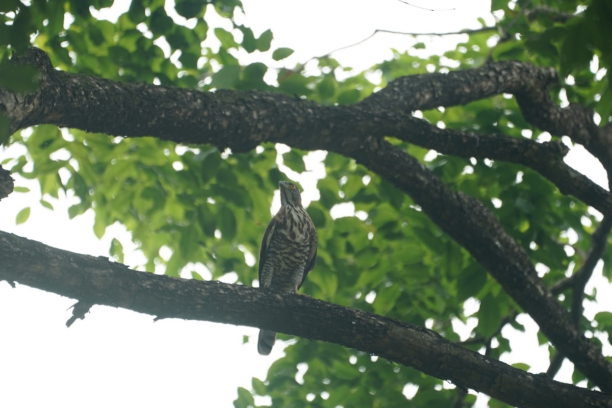 Crested Goshawk - ML646064191