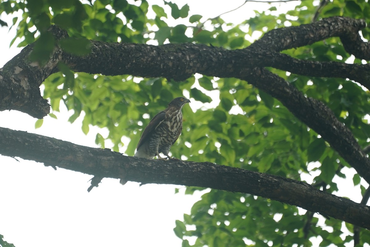 Crested Goshawk - ML646064192