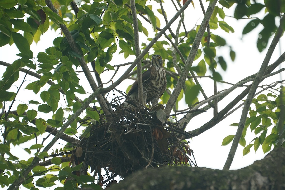 Crested Goshawk - ML646064193