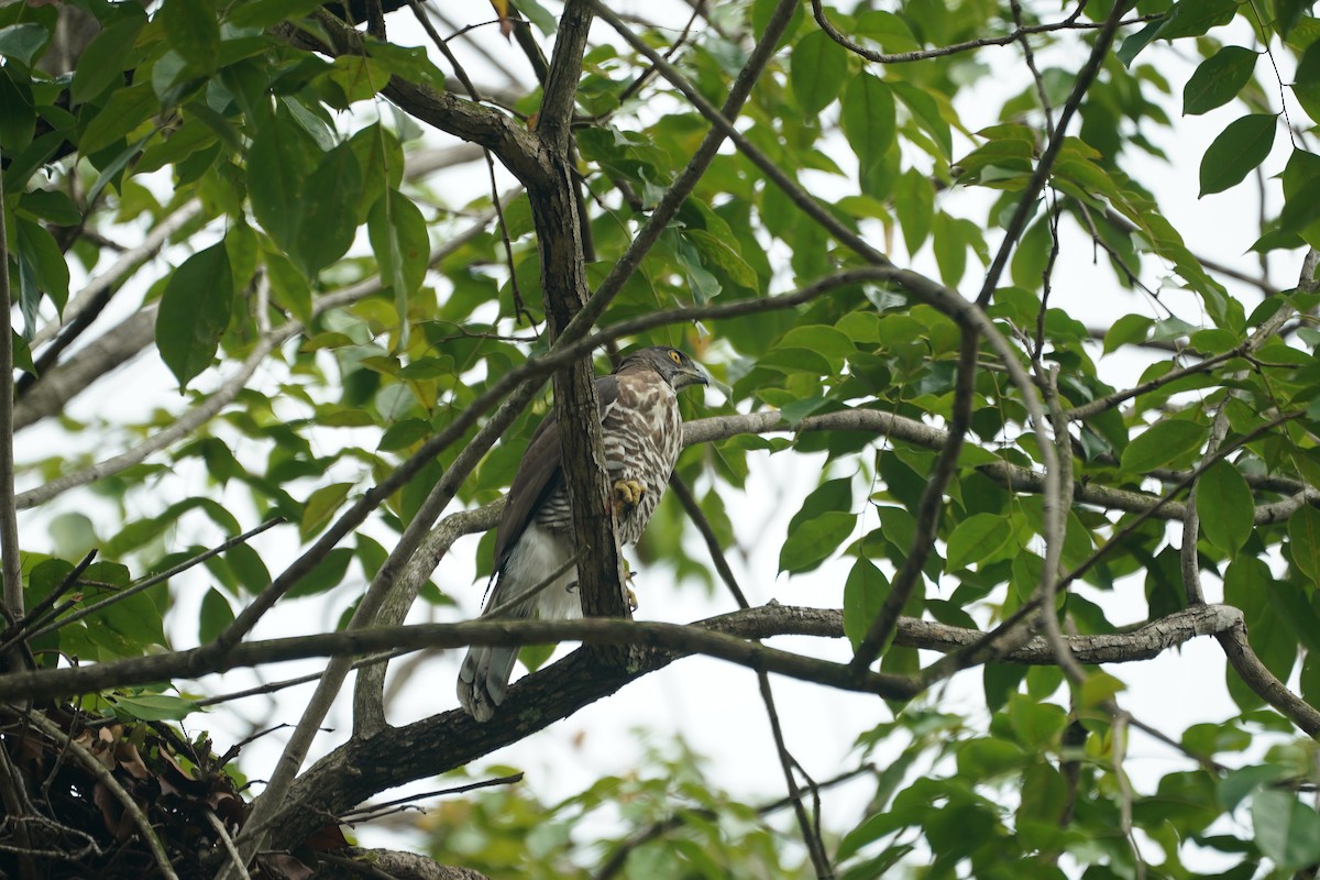 Crested Goshawk - ML646064194