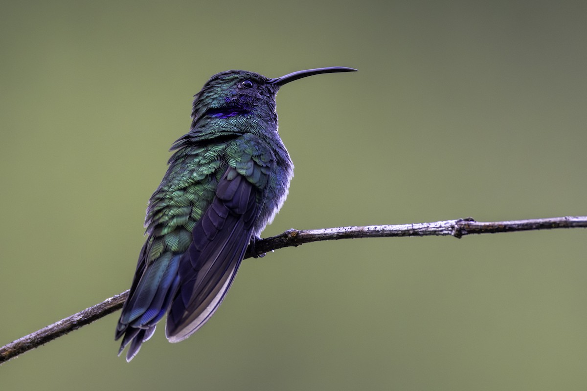 Lesser Violetear - ML646064195