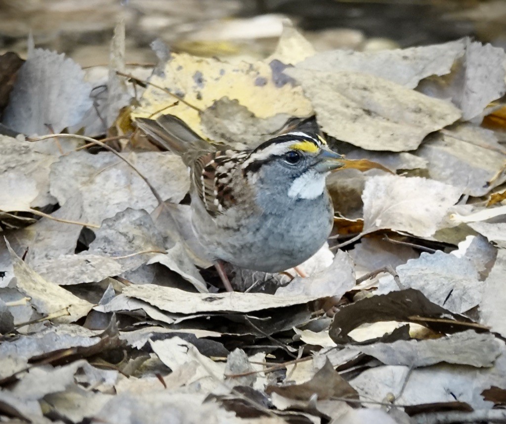 White-throated Sparrow - ML646064196