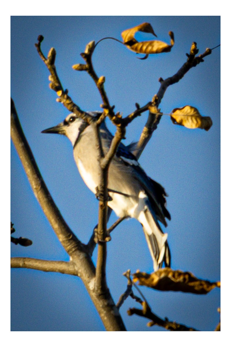 Blue Jay - ML646064197