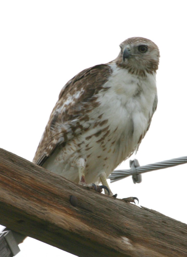 Red-tailed Hawk - ML646064198