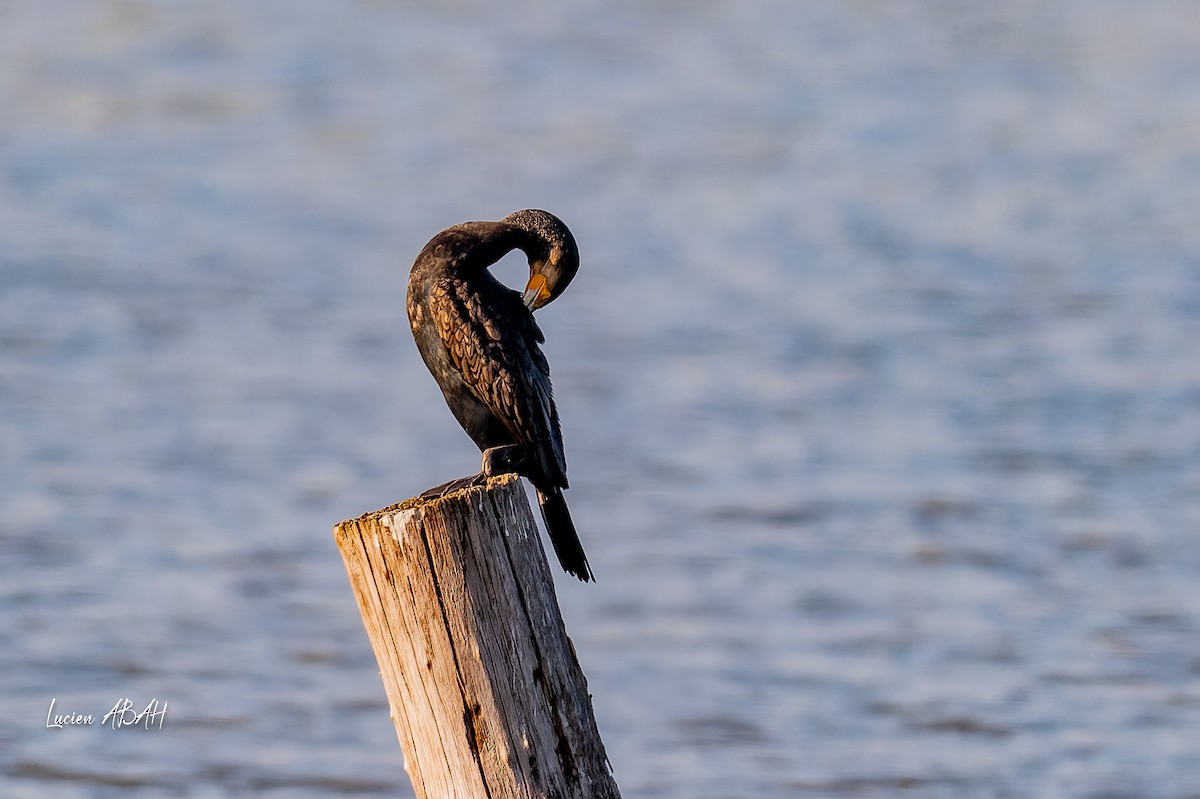 Great Cormorant - ML646064199