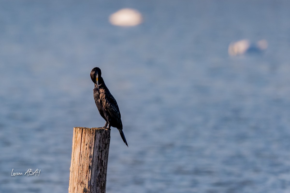 Great Cormorant - ML646064200