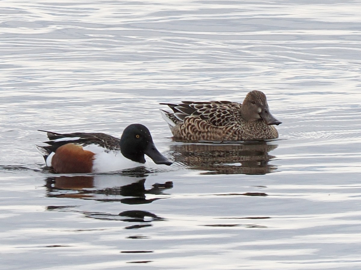 琵嘴鴨 - ML646064201